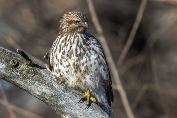 Closeup of a red-tailed hawk perched in a tree.