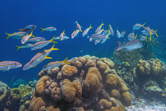 yellowtail snapper,Ocyurus chrysurus,