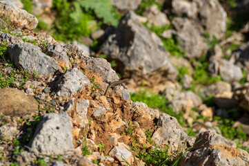 Small Lizard Resting on Sunlit Rocky Terrain