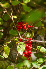 Bright Red Berries Hanging Among Green Leaves