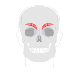 Corrugator supercilii - Human facial muscle shown in anatomy chart, responsible for drawing eyebrows medially and downward, associated with frowning, medical reference, educational