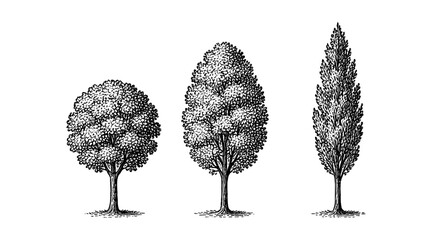 Naklejka premium Detailed Pen and Ink Drawings of Three Different Tree Styles on White