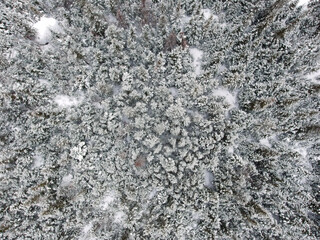 Bird's-eye view of a snow-covered spruce forest on a cold winter day