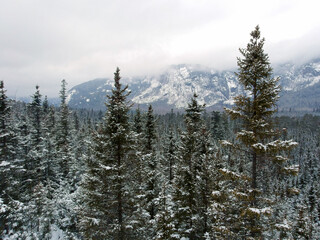 A treetop view of a snow-covered spruce forest in the foreground and snow-capped mountains in the background.