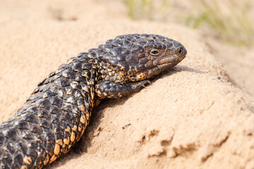 A close-up of an Eastern shingleback lizard in the skink family, basking on a rock in full sunlight, and displaying its well armoured body in Lake Bindegolly national park in Queensland, Australia.