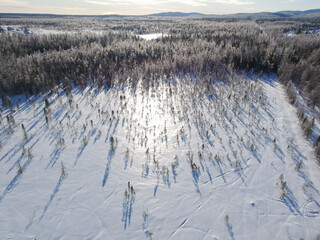 Aerial view of the trees in a spruce forest covered in ice, reflecting the sunlight on a beautiful winter day