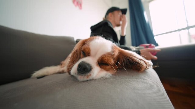 Serene spaniel lounges peacefully on sofa with warm light
