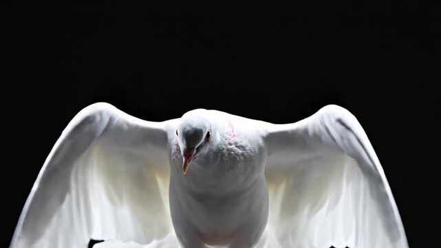 A majestic white bird, often associated with peace and purity, is captured in dynamic motion with its wings fully spread against a stark, dramatic black background. The contrasting colors create a pow