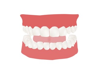 Detailed Vector Illustration of Human Teeth and Gum Displaying Upper and Lower Jaws, Perfect Dental Arch, Dental care.