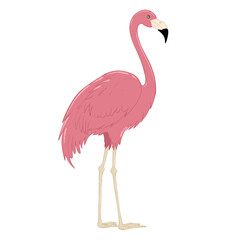 Fototapeta premium pink flamingo isolated on white