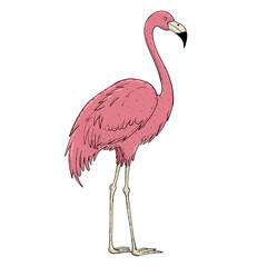 Fototapeta premium illustration of a flamingo