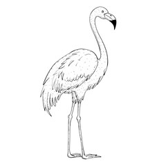 Fototapeta premium Sketch illustration of a flamingo