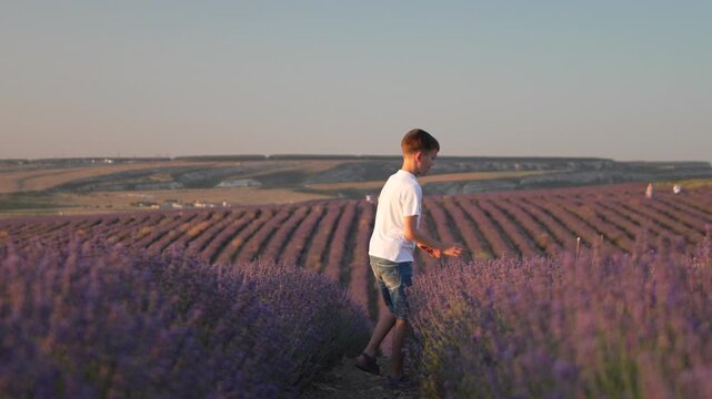 Boy lavender field walking through purple blossoms touching flowers during a beautiful summer evening