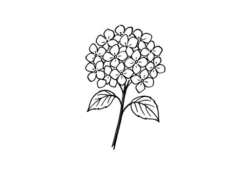 hydrangea hand drawn simple sketch vector illustration