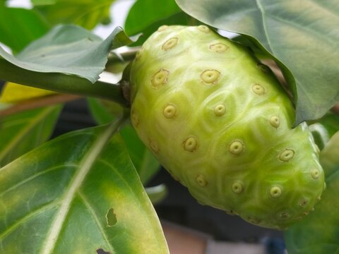 A close-up view of an unripe green fruit with a textured surface and small round bumps. The fruit hangs from a branch with lush green leaves. Detailed focus on the fruit's unique texture and color.