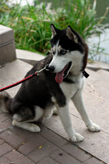 Siberian Husky Sitting by a Pond