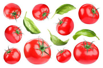 Fresh tomatoes and green basil leaves isolated on white, set