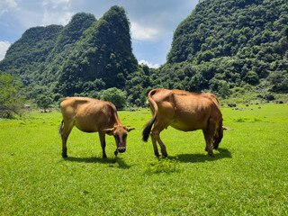 Cows on the meadow eat grass