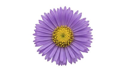 Fototapeta premium Purple Aster Flower with Yellow Center on Transparent Background PNG file