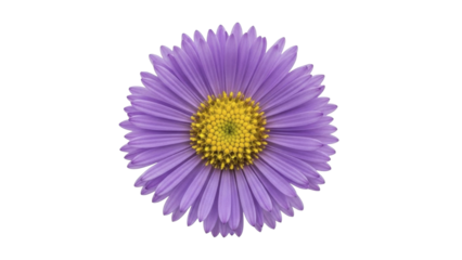 Purple Aster Flower with Yellow Center on Transparent Background PNG file