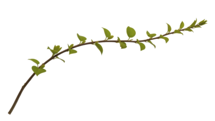 Vibrant Spring Twig with Tender Green Leaves on a Transparent Background PNG Image