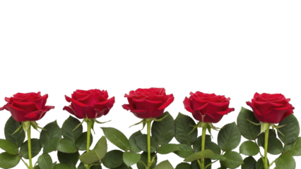  Red roses horizontal border on a transparent background, PNG image