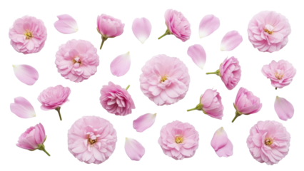 Pink flower blossoms and petals scattered, romantic transparent background PNG file