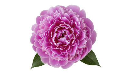 Obraz premium Vibrant Pink Peony Flower with Green Leaves on a Transparent Background PNG image