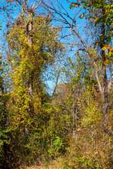 Trail is surrounded by dense foliage along the north bank of the James River in the James River Park System. Tall trees with slender trunks are partially covered in yellowing leaves, indicating autumn