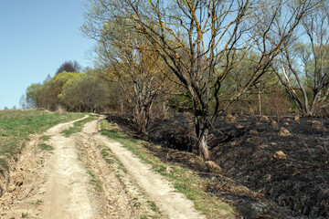 Fototapeta premium A road at the edge of a forest after a grass fire. Nature is recovering from a fire. A view of a country road in spring. The scorched earth in the forest begins to recover in the spring. 