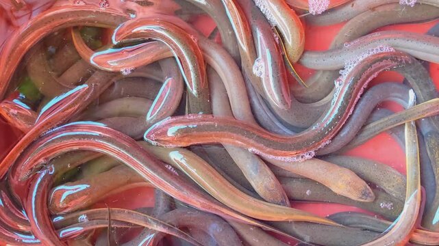 Vibrant fresh live eels swimming in water at a bustling market ready for delicious culinary creations