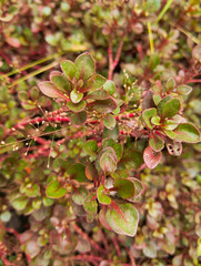 Close up of Rotala blood red plant,
