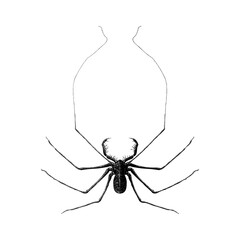 Tailless Whip Scorpion, showcasing its elongated whip-like antenniform legs, flattened body, and spiny pedipalps. The minimalist, high-contrast style highlights the creature’s unique anatomy.