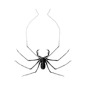 Tailless Whip Scorpion, showcasing its elongated whip-like antenniform legs, flattened body, and spiny pedipalps. The minimalist, high-contrast style highlights the creature&rsquo;s unique anatomy.