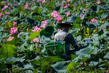 January 12, 2025: A panoramic view of the Tra Ly lotus field in Quang Nam province, Vietnam, during its peak blooming season.