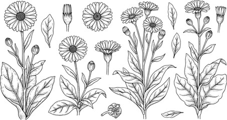Detailed botanical illustration of various dandelion-like plants, showing blossoms, buds, and leaves