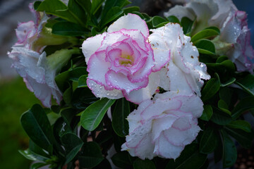 porcelain flowers, frangipani flower, color is very rich with exotic beauty of the trunk and roots big, smooth glossy green leaves