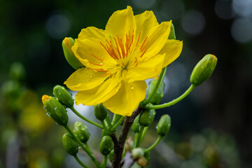 Ochna integerrima, spring manifestation of Vietnam