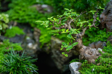 These beautifully shaped bonsai trees are displayed in a park in Ho Chi Minh City, Vietnam.