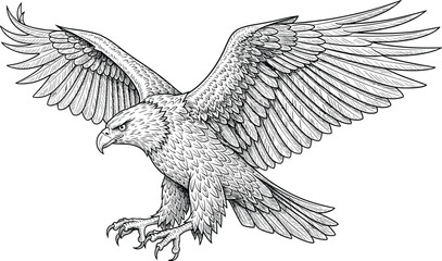 Detailed eagle illustration with wings spread wide, powerful bird of prey drawing, fierce flying raptor, hand-drawn feathered wildlife artwork