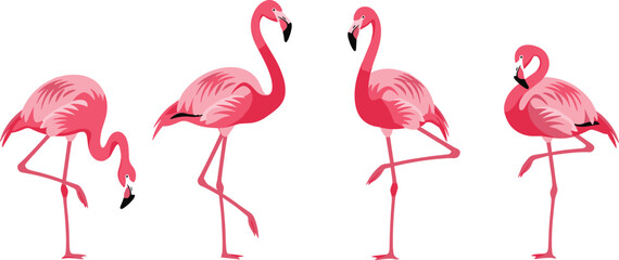 Pink flamingo illustration set featuring various standing poses, elegant tropical bird artwork ideal for wildlife design, nature themes, décor, and vector graphics