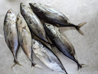 Freshly caught skipjack tuna display beautifully preserved on a bed of crushed ice at the market