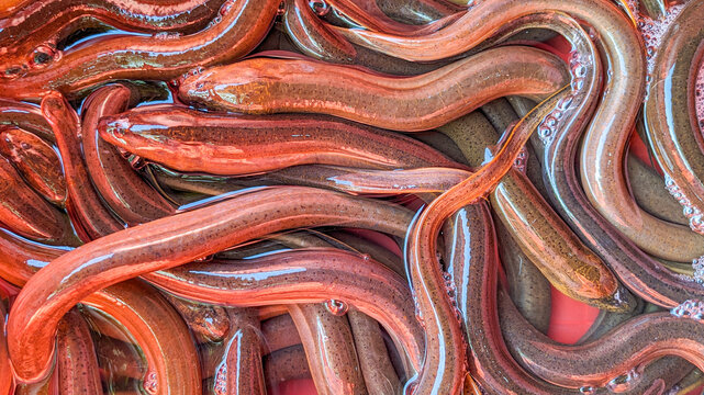 Vibrant close up of fresh, writhing swamp eels clustered together in clear water at a market