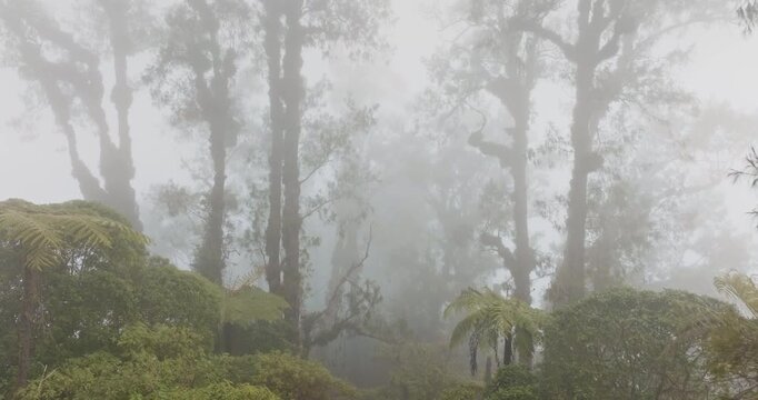Jungle forest with dense mist enveloping tall trees and lush tropical green vegetation, mystery nature ecosystem landscape, highlighting beauty and tranquil atmosphere in Bali island, Indonesia