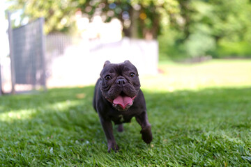 French bulldog puppy running happily on green grass