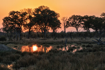Sunset over african landscape with trees, Okavango Delta, Botswana