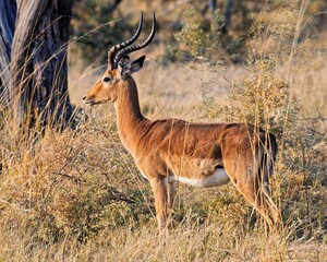Impala with horns standing in tall grass