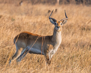 Red lechwe antelope standing on savanna