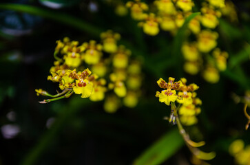 Orquidea