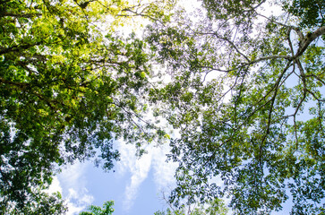 Copa de &Aacute;rbol